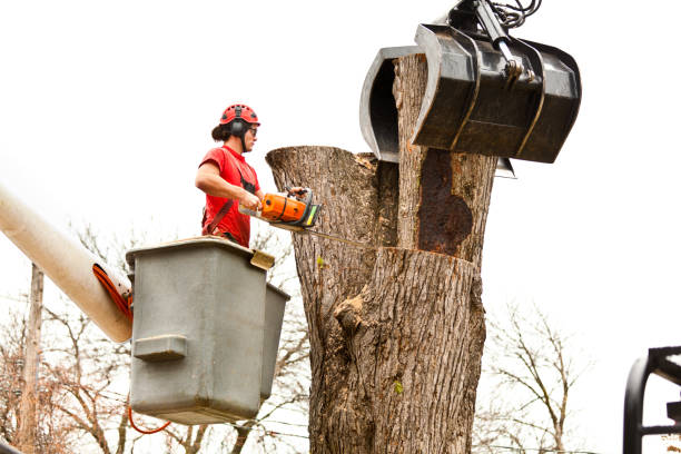 Best Hazardous Tree Removal  in Claremont, NC